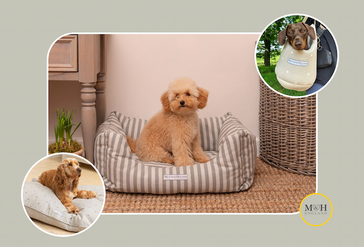 Meet Mutts & Hounds: Timeless Style for Your Four-Legged Friends