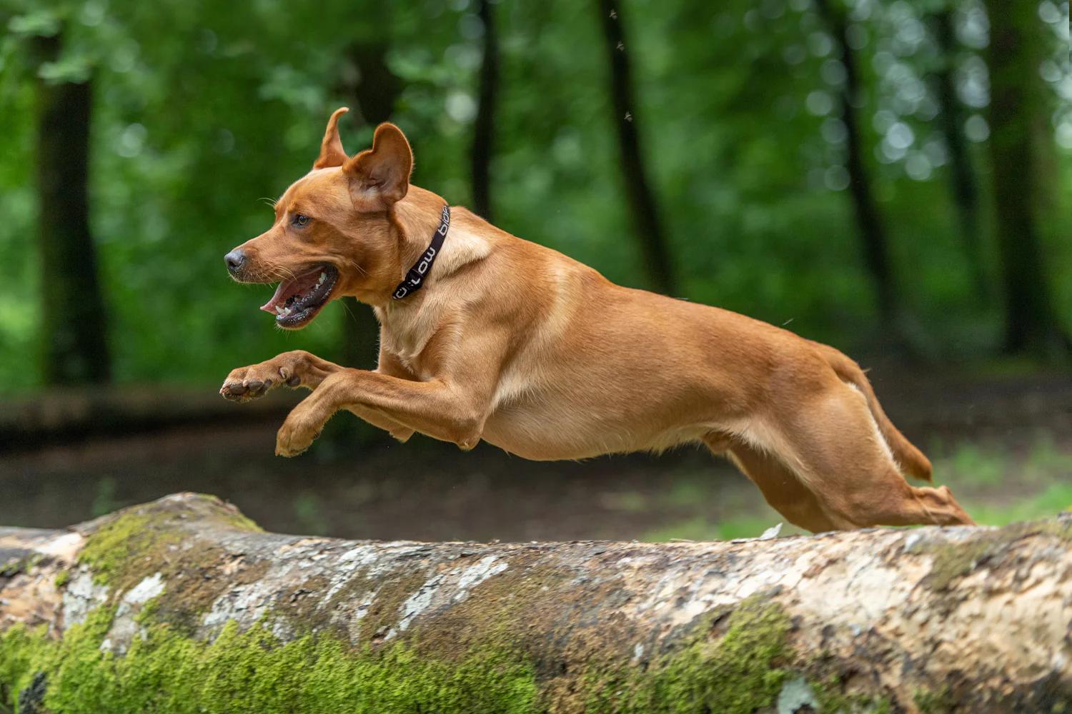 Conheça a Bioflow: Um pioneiro em terapia magnética para pessoas e animais de estimação